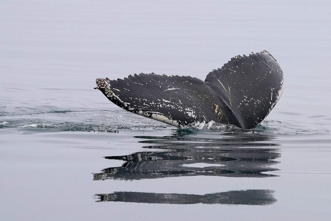 whale